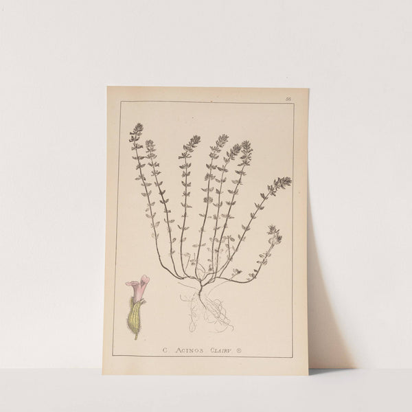 Herbier de la flore française Pl.0796 by Louis Antoine Cusin