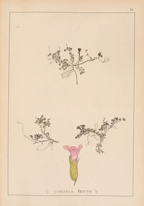Herbier de la flore française Pl.0798