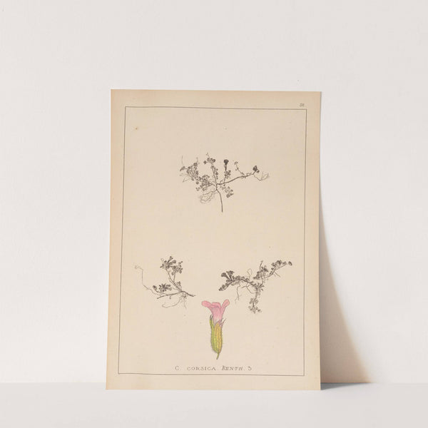 Herbier de la flore française Pl.0798 by Louis Antoine Cusin