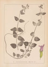 Herbier de la flore française Pl.0799