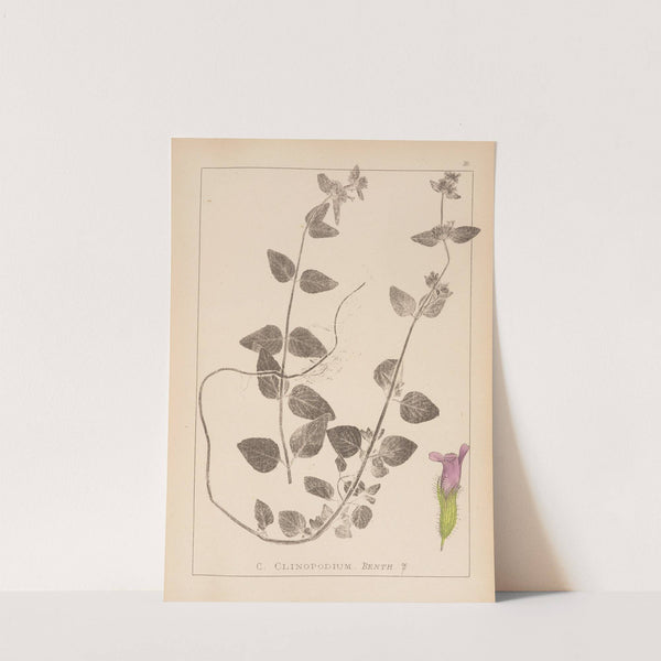 Herbier de la flore française Pl.0799 by Louis Antoine Cusin