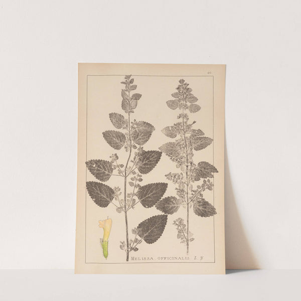 Herbier de la flore française Pl.0800 by Louis Antoine Cusin