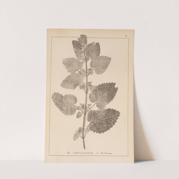 Herbier de la flore française Pl.0801 by Louis Antoine Cusin