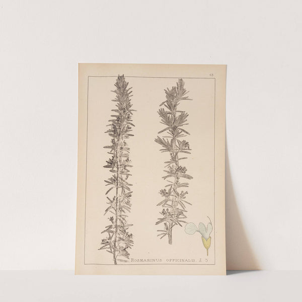 Herbier de la flore française Pl.0803 by Louis Antoine Cusin