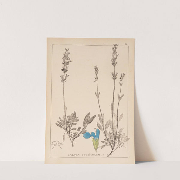 Herbier de la flore française Pl.0804 by Louis Antoine Cusin