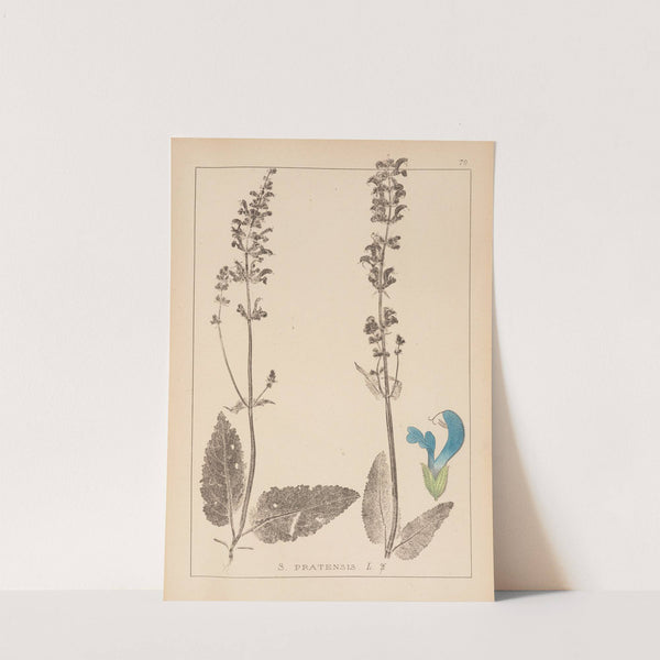 Herbier de la flore française Pl.0810 by Louis Antoine Cusin