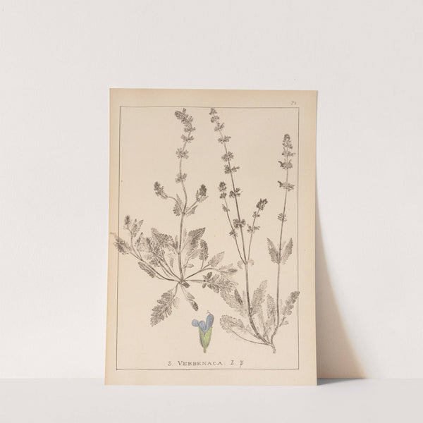 Herbier de la flore française Pl.0812 by Louis Antoine Cusin