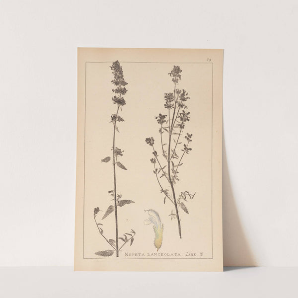 Herbier de la flore française Pl.0814 by Louis Antoine Cusin
