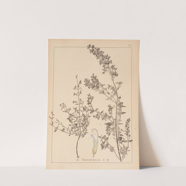 Herbier de la flore française Pl.0815 by Louis Antoine Cusin