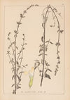 Herbier de la flore française Pl.0816