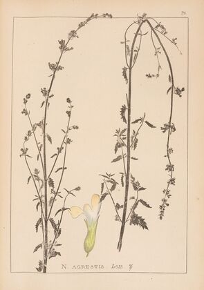 Herbier de la flore française Pl.0816