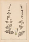 Herbier de la flore française Pl.0818