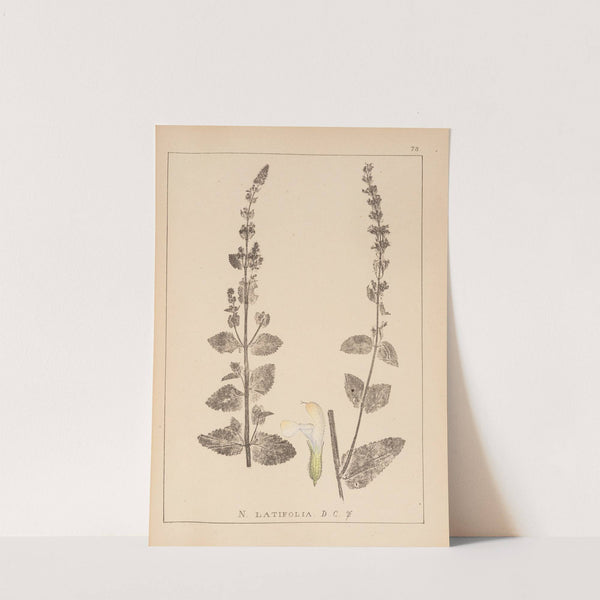 Herbier de la flore française Pl.0818 by Louis Antoine Cusin