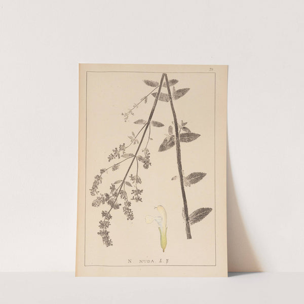 Herbier de la flore française Pl.0819 by Louis Antoine Cusin