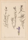 Herbier de la flore française Pl.0820
