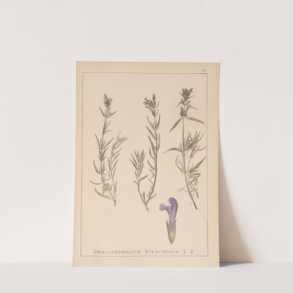 Herbier de la flore française Pl.0820 by Louis Antoine Cusin