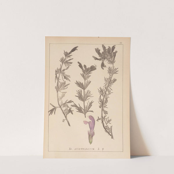 Herbier de la flore française Pl.0821 by Louis Antoine Cusin