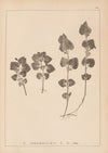 Herbier de la flore française Pl.0823