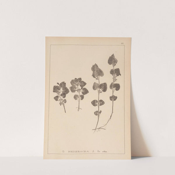 Herbier de la flore française Pl.0823 by Louis Antoine Cusin