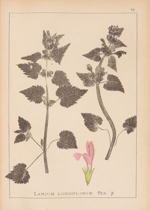 Herbier de la flore française Pl.0824