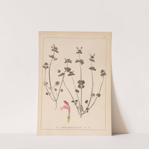 Herbier de la flore française Pl.0825 by Louis Antoine Cusin