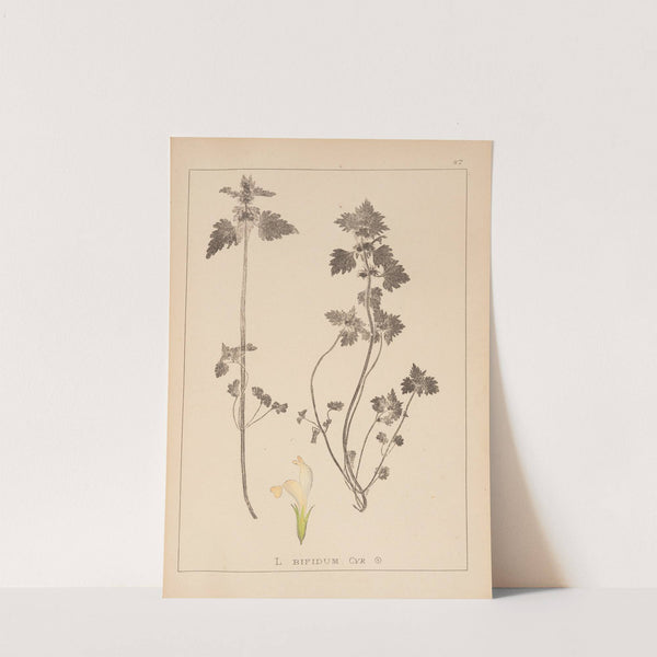 Herbier de la flore française Pl.0826 by Louis Antoine Cusin