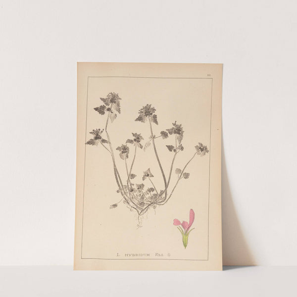 Herbier de la flore française Pl.0827 by Louis Antoine Cusin