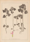 Herbier de la flore française Pl.0828