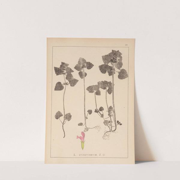 Herbier de la flore française Pl.0828 by Louis Antoine Cusin