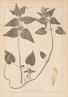 Herbier de la flore française Pl.0830