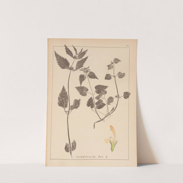 Herbier de la flore française Pl.0831 by Louis Antoine Cusin