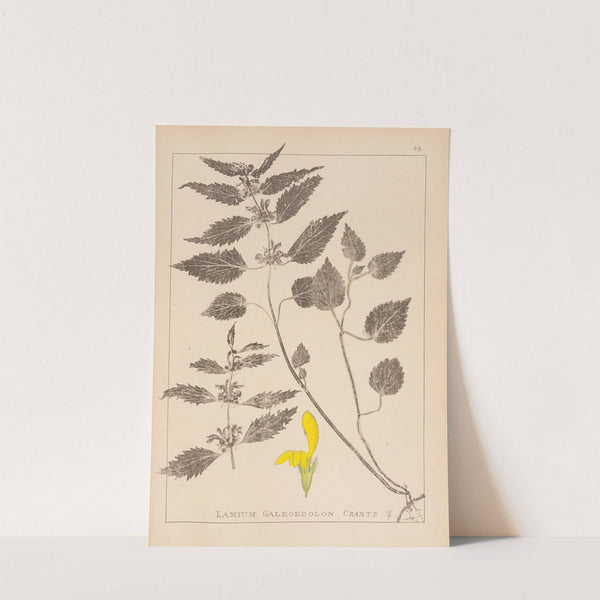 Herbier de la flore française Pl.0832 by Louis Antoine Cusin