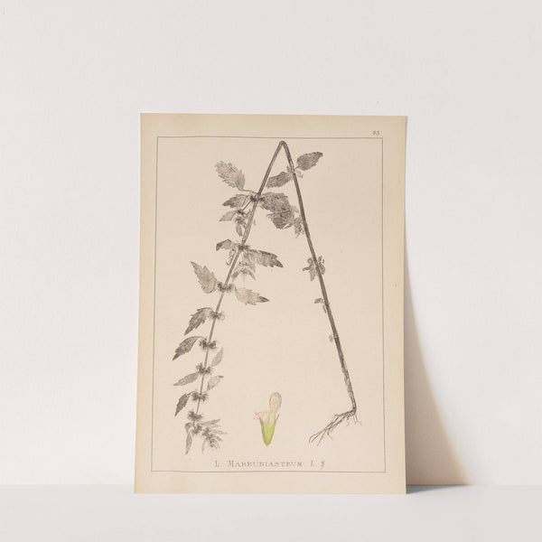 Herbier de la flore française Pl.0834 by Louis Antoine Cusin