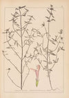 Herbier de la flore française Pl.0835