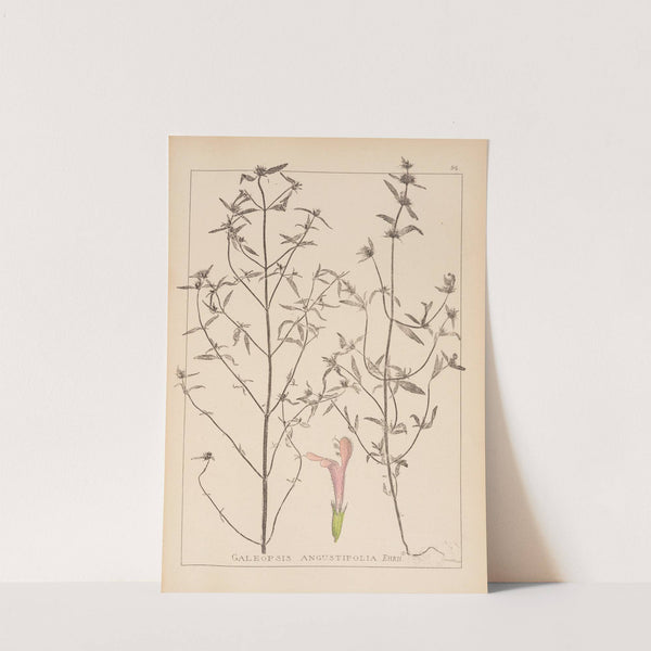 Herbier de la flore française Pl.0835 by Louis Antoine Cusin