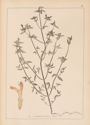 Herbier de la flore française Pl.0837