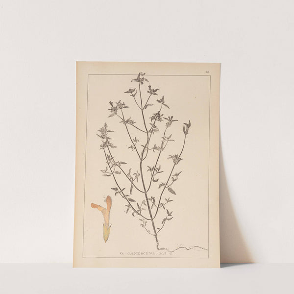Herbier de la flore française Pl.0837 by Louis Antoine Cusin