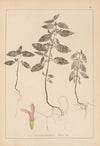 Herbier de la flore française Pl.0838