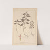Herbier de la flore française Pl.0838 (1867-1876) by Louis Antoine Cusin