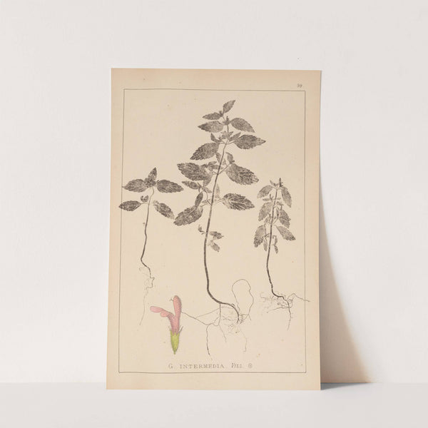 Herbier de la flore française Pl.0838 (1867-1876) by Louis Antoine Cusin