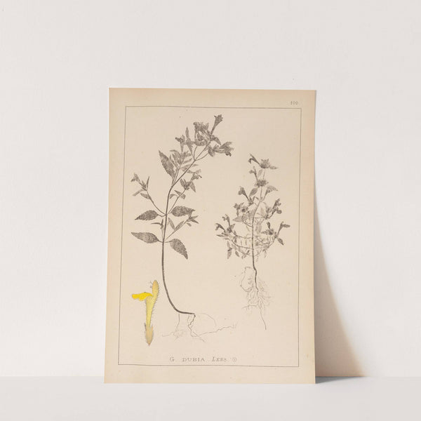 Herbier de la flore française Pl.0839 (1867-1876) by Louis Antoine Cusin