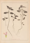 Herbier de la flore française Pl.0840