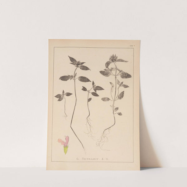 Herbier de la flore française Pl.0840 (1867-1876) by Louis Antoine Cusin