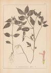 Herbier de la flore française Pl.0841