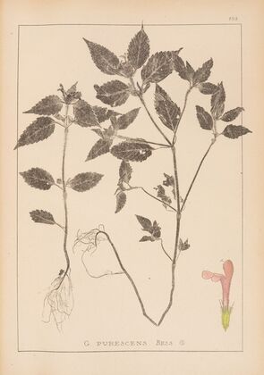Herbier de la flore française Pl.0841