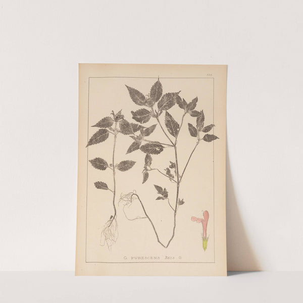 Herbier de la flore française Pl.0841 (1867-1876) by Louis Antoine Cusin