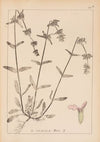 Herbier de la flore française Pl.0844