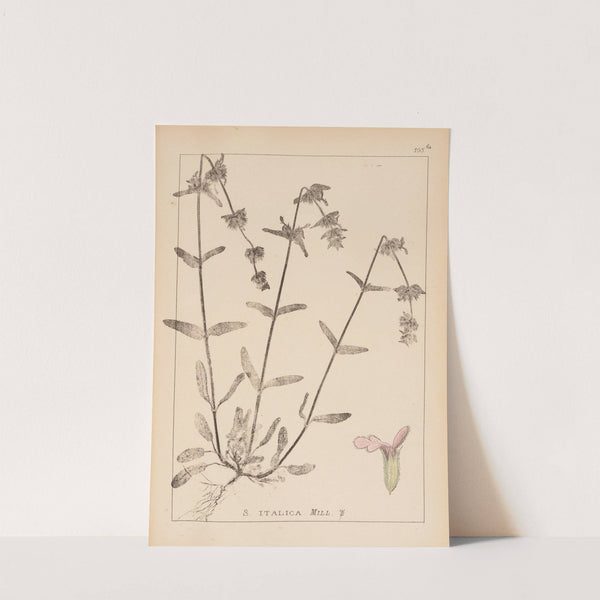 Herbier de la flore française Pl.0844 (1867-1876) by Louis Antoine Cusin
