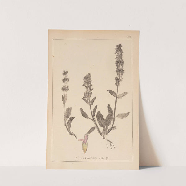 Herbier de la flore française Pl.0845 (1867-1876) by Louis Antoine Cusin