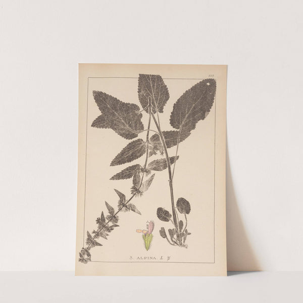 Herbier de la flore française Pl.0846 (1867-1876) by Louis Antoine Cusin